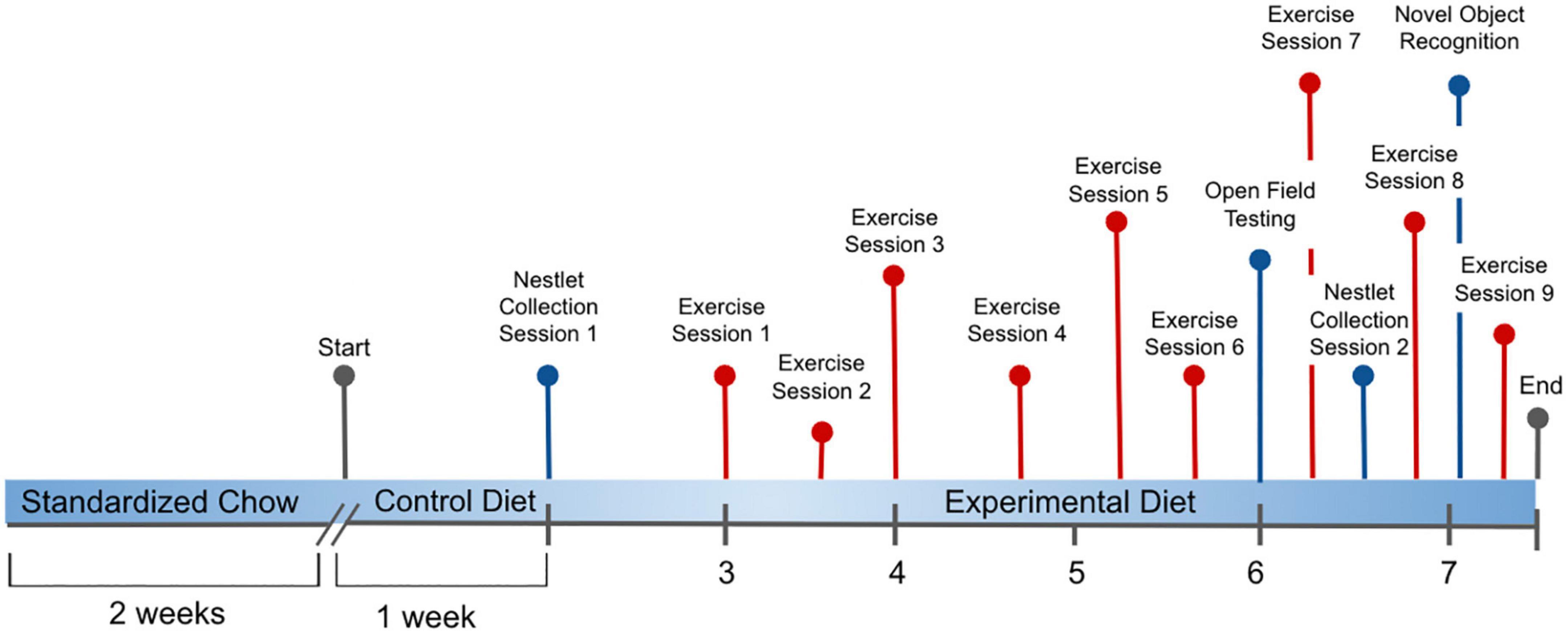 Surfeit folic acid, protein, and exercise modify oncogenic inflammatory biomarkers and fecal microbiota